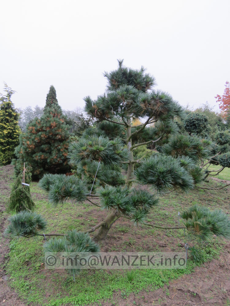 Pinus strobus Radiata - Bonsai 01b.JPG